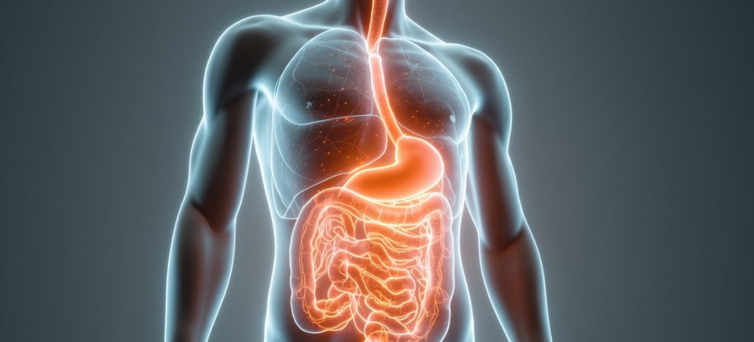 intestin et santé cardiovasculaire : ce que révèle la science